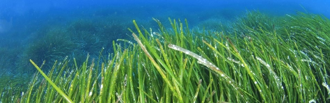 Demystifying ESG Report image of seagrass